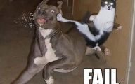Funny Dog Fails 2 Desktop Wallpaper
