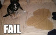 Funny Dog Fails 21 Background Wallpaper