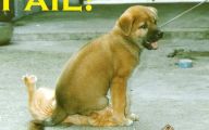 Funny Dog Fails 31 Background Wallpaper