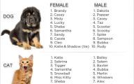 Funny Female Puppy Names 22 Desktop Background