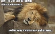 Funny Lions 17 High Resolution Wallpaper
