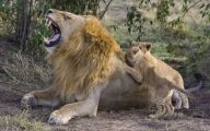Funny Lions 40 Free Wallpaper