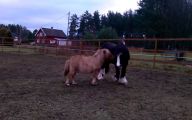 Horse Bloopers Funny 28 Hd Wallpaper