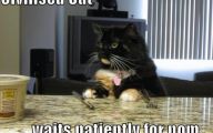 Funny Pictures With Captions 12 Cool Wallpaper