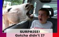 Funny Pictures With Captions 22 High Resolution Wallpaper