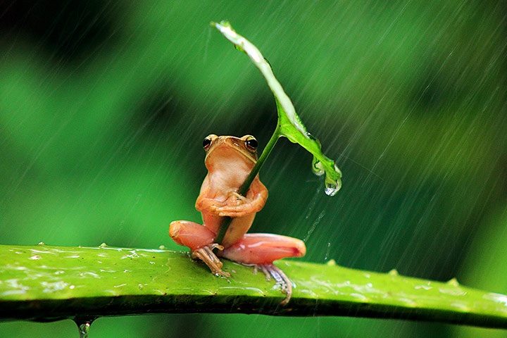 frog holding umbrella