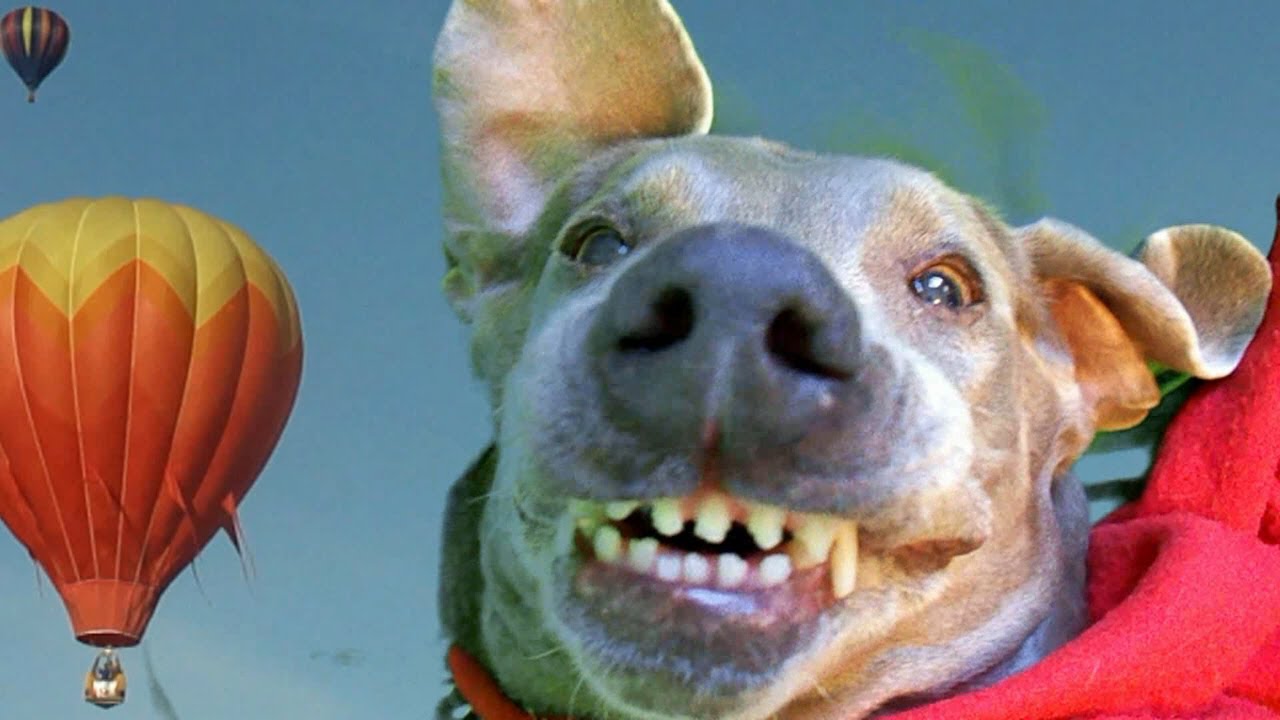 Funny And Crazy Dogs 31 Widescreen Wallpaper - Funnypicture.org