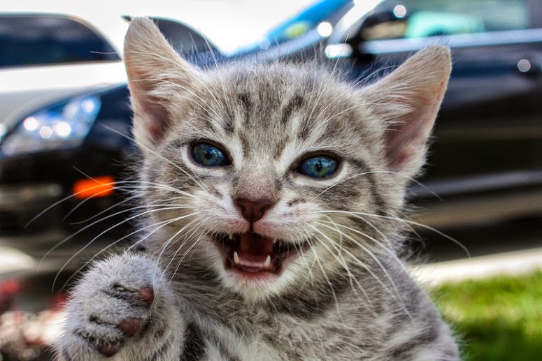 Funny Cat Selfies 32 Hd Wallpaper - Funnypicture.org