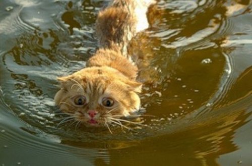 Funny Cats In Water 27 Cool Hd Wallpaper - Funnypicture.org