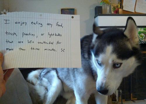 funny dog pictures with signs