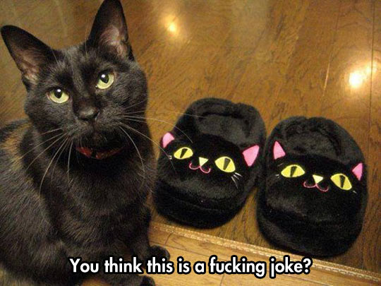 Funny Black Cat 38 Free Hd Wallpaper - Funnypicture.org