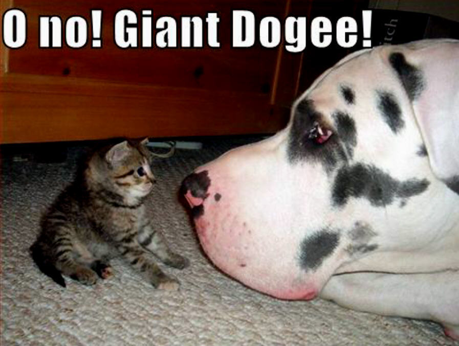 funny cat dog pictures