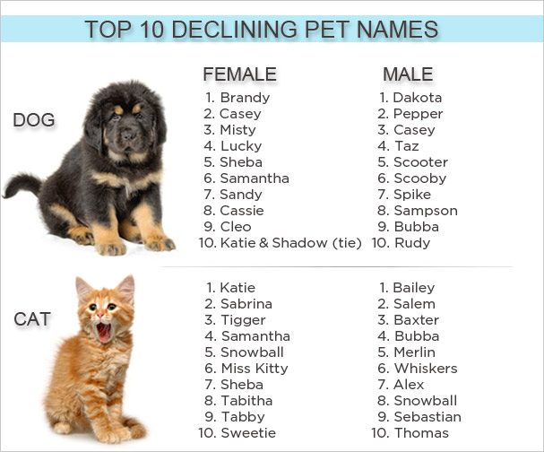 Funny Female Puppy Names 8 Free Hd Wallpaper Funnypicture