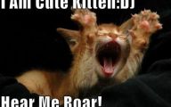 Extreme Funny Cats 15 High Resolution Wallpaper