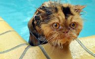 Extreme Funny Cats 16 Cool Hd Wallpaper