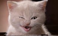 Extreme Funny Cats 31 Cool Hd Wallpaper