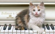 Extreme Funny Cats 4 Cool Hd Wallpaper