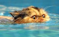 Extreme Funny Cats 8 Background Wallpaper