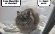 Extreme Funny Cats 9 High Resolution Wallpaper