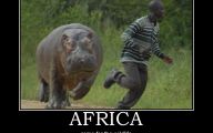 Funny African Animals 1 Widescreen Wallpaper