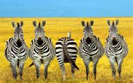 Funny African Animals 18 Desktop Wallpaper