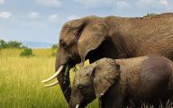 Funny African Animals 19 Free Hd Wallpaper