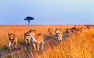 Funny African Animals 20 Cool Hd Wallpaper