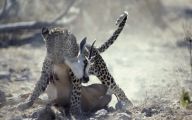 Funny African Animals 22 Background