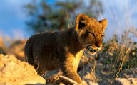 Funny African Animals 23 Cool Hd Wallpaper