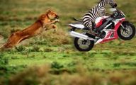Funny African Animals 27 Cool Hd Wallpaper