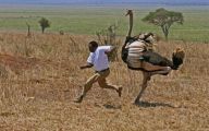 Funny African Animals 3 Cool Hd Wallpaper