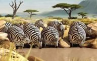 Funny African Animals 41 Free Hd Wallpaper