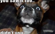Funny And Crazy Dogs 12 Free Hd Wallpaper
