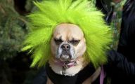 Funny And Crazy Dogs 15 High Resolution Wallpaper