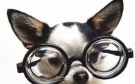 Funny And Crazy Dogs 16 Free Wallpaper
