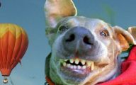 Funny And Crazy Dogs 31 Widescreen Wallpaper