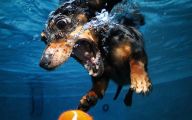 Funny And Crazy Dogs 36 Free Hd Wallpaper