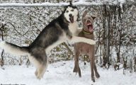 Funny And Crazy Dogs 41 Cool Hd Wallpaper
