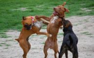 Funny And Crazy Dogs 8 Cool Wallpaper