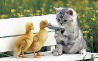 Funny And Cute Animals 11 Wide Wallpaper