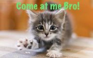 Funny And Cute Animals 22 Widescreen Wallpaper