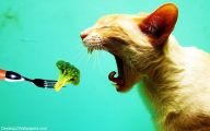Funny And Cute Animals 34 Wide Wallpaper