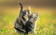 Funny And Cute Animals 35 Desktop Background