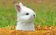 Funny And Cute Animals 38 Widescreen Wallpaper