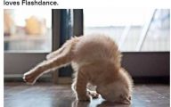 Funny And Cute Cat Pictures 13 Wide Wallpaper