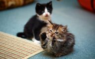 Funny And Cute Cat Pictures 27 Wide Wallpaper