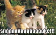 Funny And Cute Cat Pictures 31 Cool Hd Wallpaper