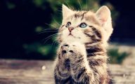 Funny And Cute Cat Pictures 32 Cool Hd Wallpaper