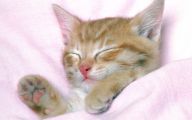 Funny And Cute Cats 15 Desktop Background