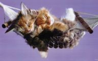 Funny And Cute Cats 16 Background Wallpaper